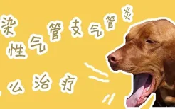 犬传染性气管支气管炎怎么预防治疗