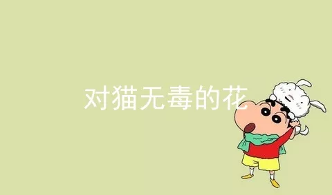 对猫无毒的花