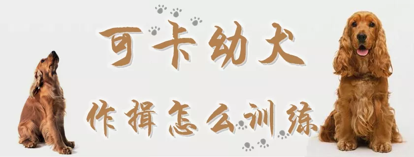 可卡幼犬作揖怎么训练