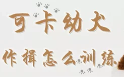 可卡幼犬作揖怎么训练