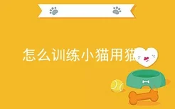 怎么训练小猫用猫砂