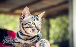 对猫过敏怎么办 对猫过敏还能养猫吗