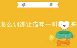 怎么训练让猫咪一叫就过来