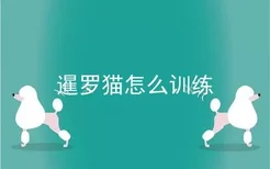 暹罗猫怎么训练