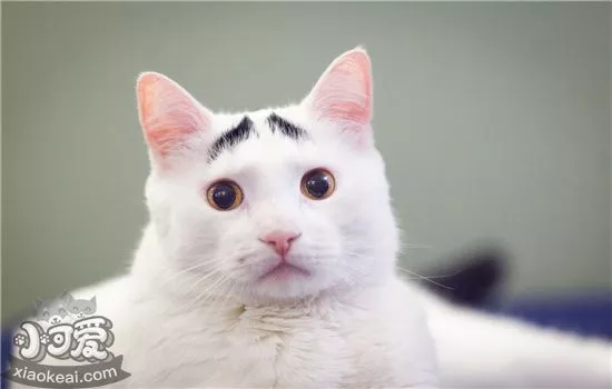 猫咪眼睛上面的毛秃了 是怎么回事
