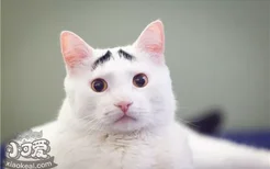 猫咪眼睛上面的毛秃了 是怎么回事