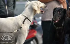 中国细犬产后怎么护理 中国细犬产后护理心得