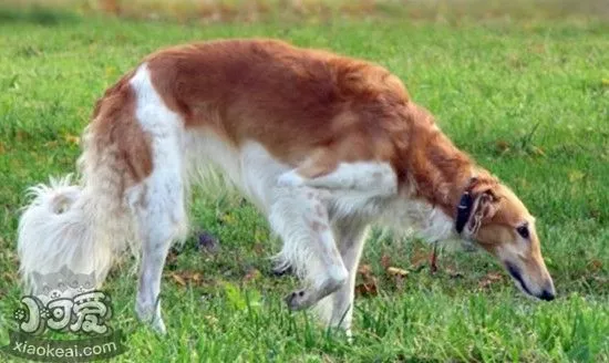 苏俄猎狼犬怀孕吃什么好 苏俄猎狼犬怀孕饮食护理方法