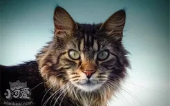 猫咪为什么会得结膜炎 猫咪得结膜炎的原因你知道了吗