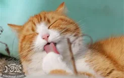 猫咪口腔溃疡的原因是什么 导致猫咪口腔溃疡的三大原因