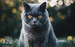 猫青光眼和白内障区别 猫咪眼疾干预措施