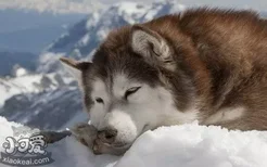 阿拉斯加雪橇犬产后没奶怎么解决方法