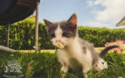 猫咪尿路结石怎么治疗 是什么引起猫咪尿路结石