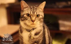 猫为什么会得猫口炎 猫口炎有什么特征