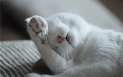 猫咪为什么爱洗脸 猫洗脸的原因是什么