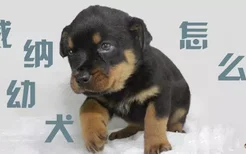 罗威纳幼犬怎么养