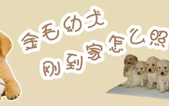 金毛幼犬刚到家怎么照顾