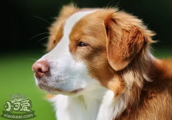 新斯科舍猎鸭寻猎犬生产后饮食护理方法1