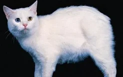 猫的白毛发黄了怎么洗 白毛发黄需要及时护理！