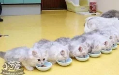 猫咪能喝白米粥吗 猫咪喝白米粥会导致营养不良吗