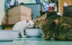 猫咪为什么会护食 猫咪护食是出于天性