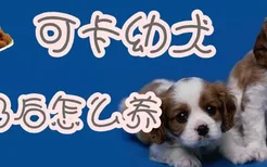 可卡幼犬断奶后怎么养