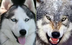 哈士奇和狼有关系吗 说有狼的血统都没人信