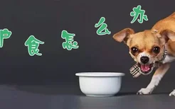 狗护食怎么调教