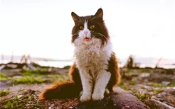 猫咪张嘴吐舌头喘气 猫为什么像狗一样喘气