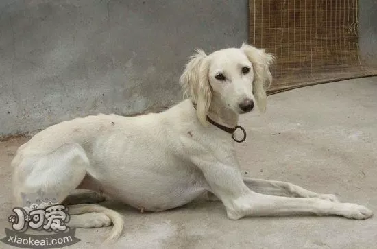 中国细犬产后吃什么 中国细犬生产后饮食护理方法1