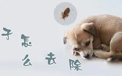 狗虱子怎么去除