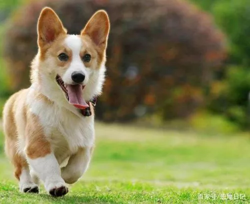 幼犬喝太多水怎么办