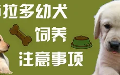 拉布拉多幼犬饲养注意事项