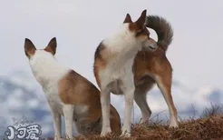 挪威伦德猎犬耳朵怎么清洁 挪威伦德猎犬耳朵护理方法