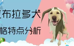 拉布拉多犬性格特点分析