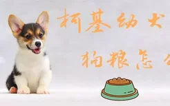 柯基幼犬狗粮怎么喂