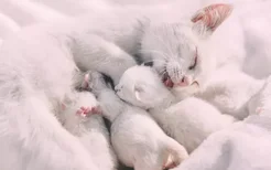 出生一周小猫打喷嚏 是感冒了吗