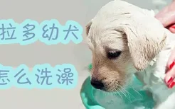 拉布拉多幼犬怎么洗澡