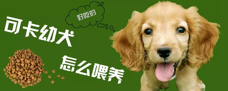 可卡幼犬怎么养