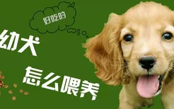 可卡幼犬怎么养