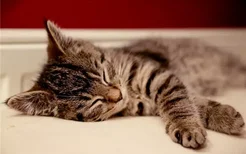 关于猫的五个冷知识 你知道猫咪为什么会缩骨功吗