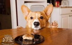 狗狗吃什么肉好 你知道狗狗吃什么肉最有营养吗
