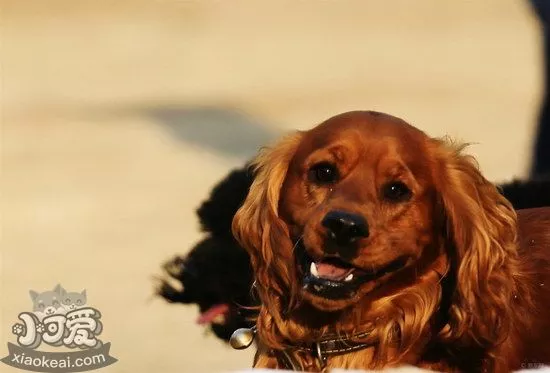 田野小猎犬拉肚子怎么处理 田野小猎犬拉稀治疗方法1