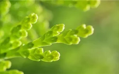 水仙花种子怎么种植方法