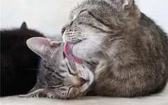 猫生小猫有几个胎盘 母猫为什么会吃掉胎盘