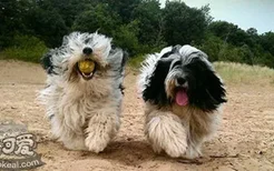 波兰低地牧羊犬发情怎么办 波兰低地牧羊犬发情护理经验