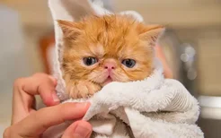 怎么给猫选择沐浴露 沐浴露用不对难怪得皮肤病