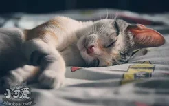猫不吃不喝只睡觉 是猫瘟吗