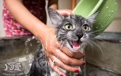 猫为什么怕水 猫怕水的原因