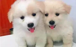 西施犬为什么这么贵